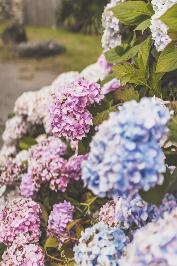 plant d'hortensias bleu et rose