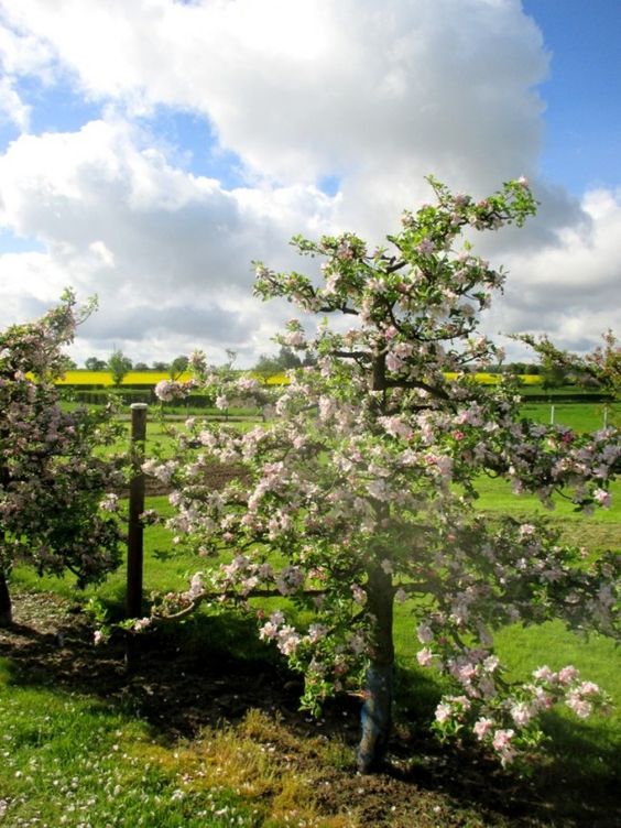 un pommier en fleurs